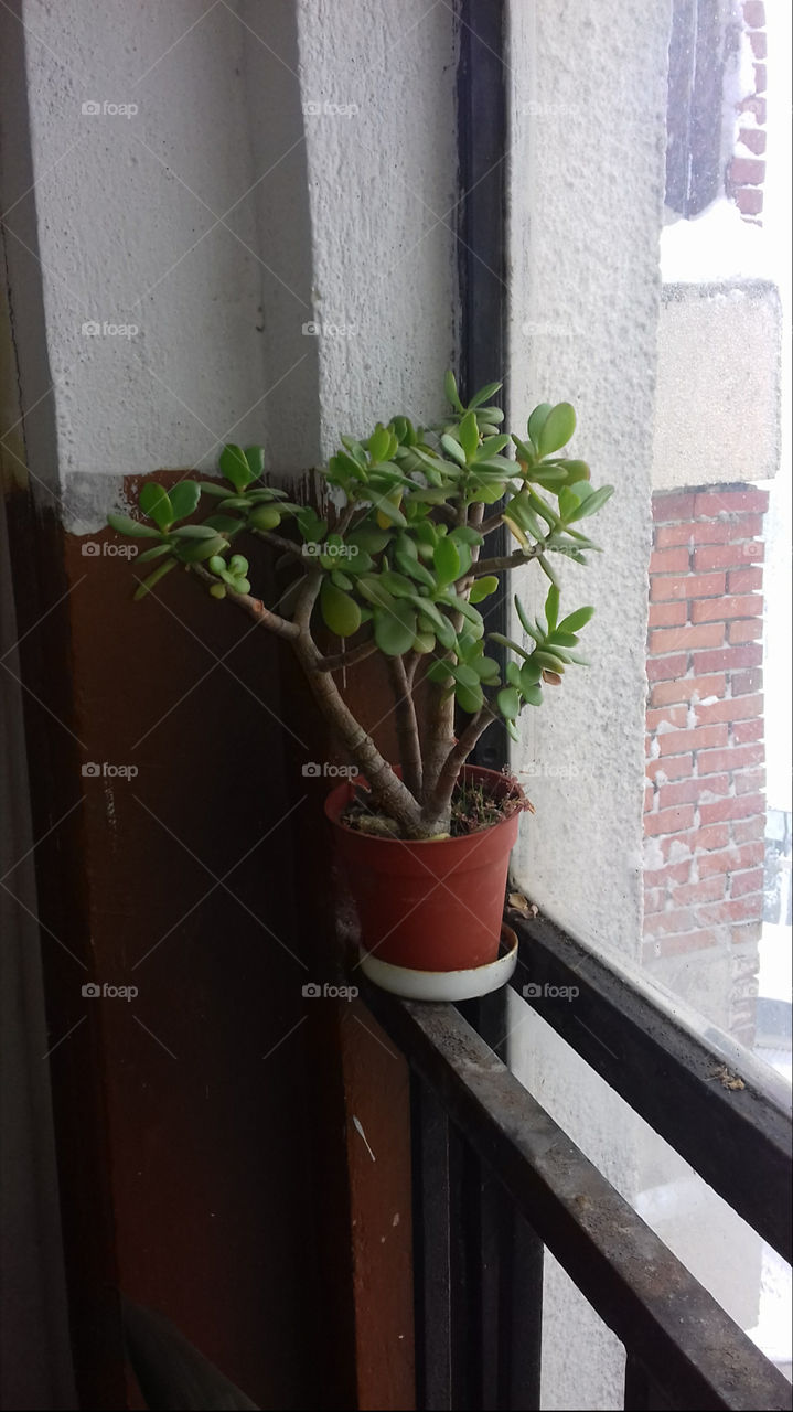 Plant by the Window