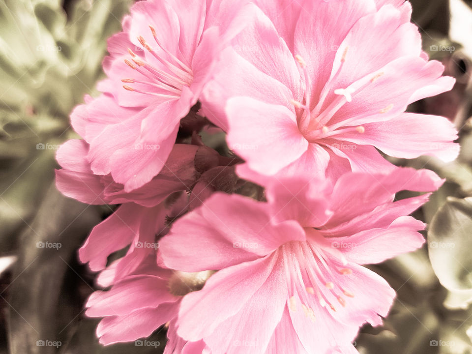 Pastel pinks, Beautiful pastel pink flowers close up.