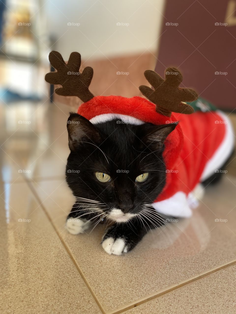 Santa cat 