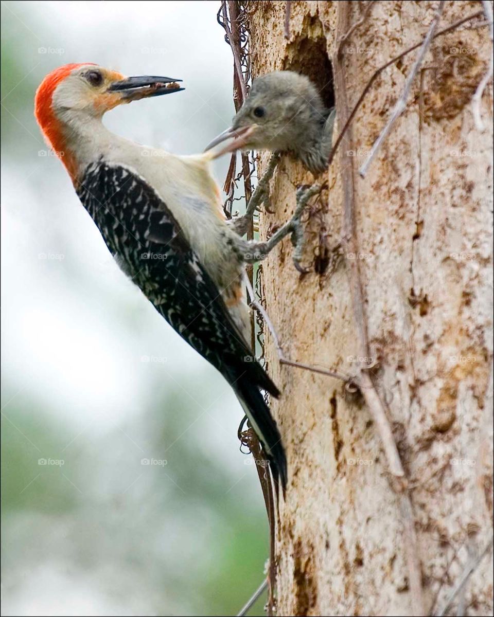 Mother Woodpecker about to feed her demanding little chick.