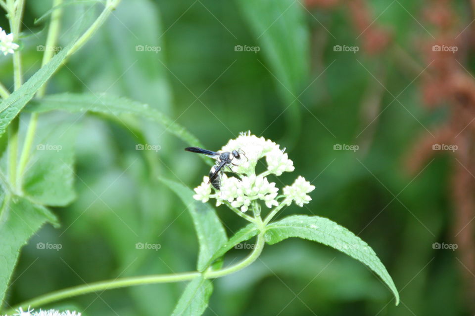 Bee on a flower