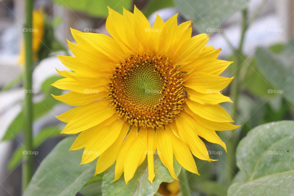 sun flower are blooming