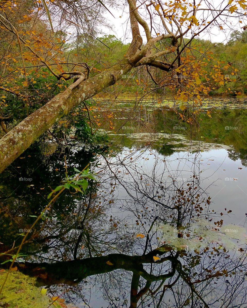 pond in fall