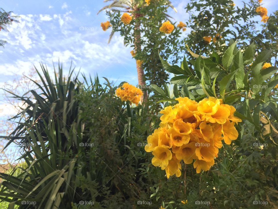 Flowers and sky