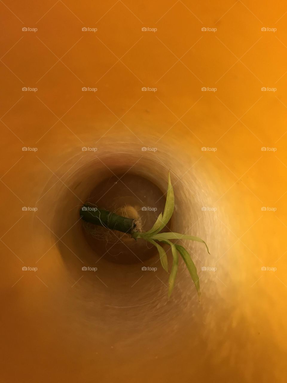 A green poem created by bamboo leaves and soft evening light. The story of growth and insatiable thirst for light.