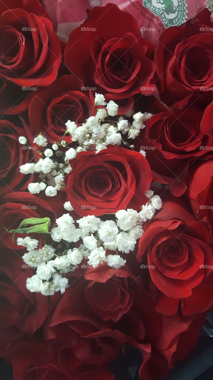 Red Roses and Baby's Breath