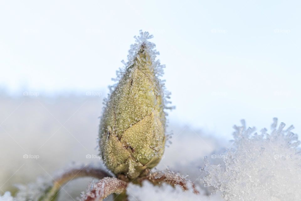 Closeup of rhododendron bud covered with frost on a cold winter day outdoors 