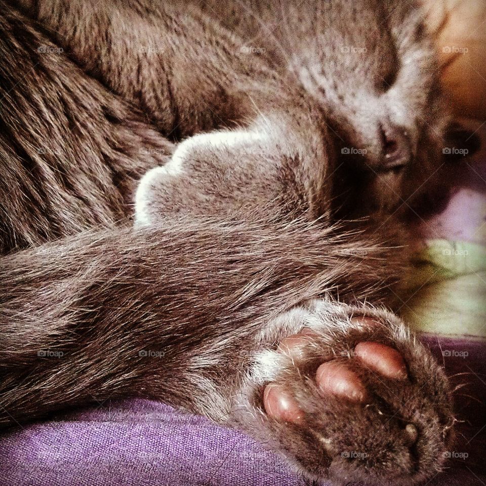 sleeping Titten. Titten asleep on the couch.