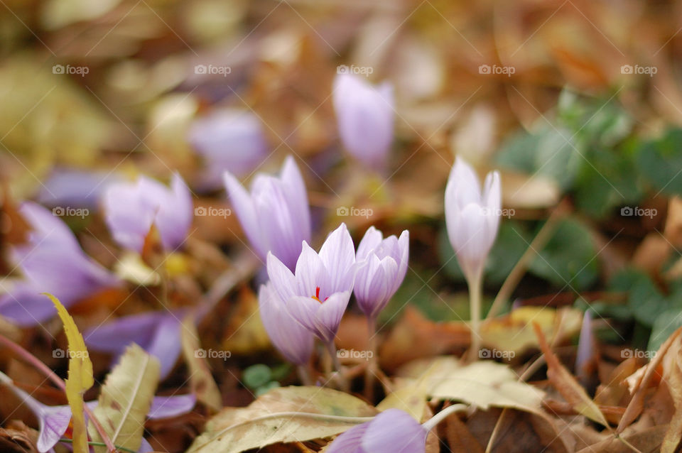 spring purple flowers