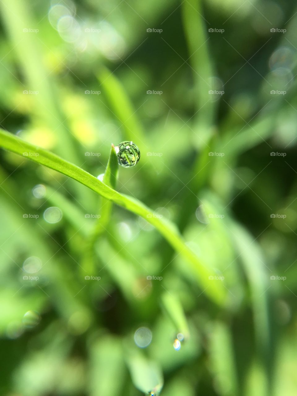 Dew