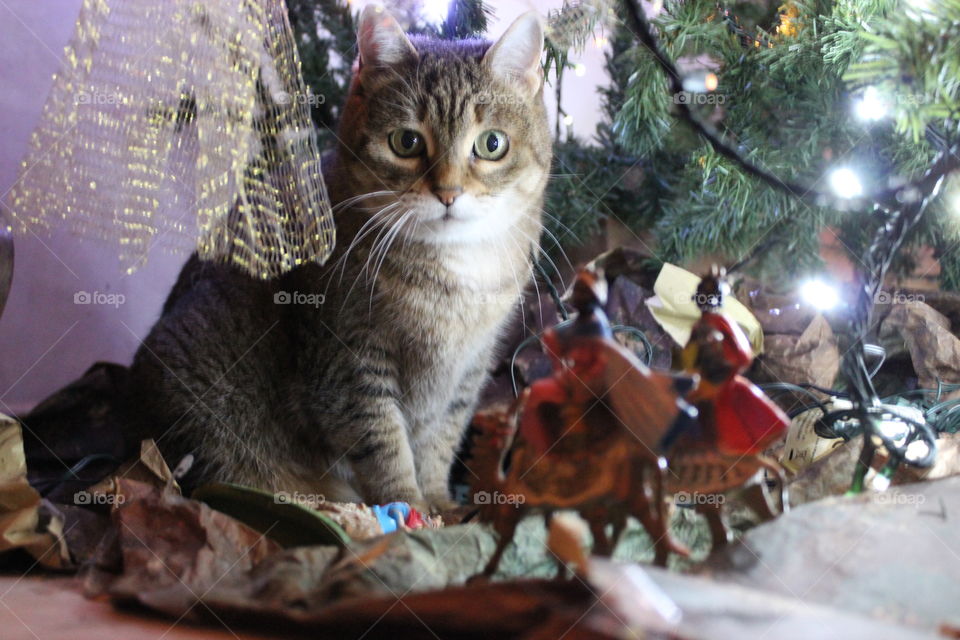 nativity scene and cat