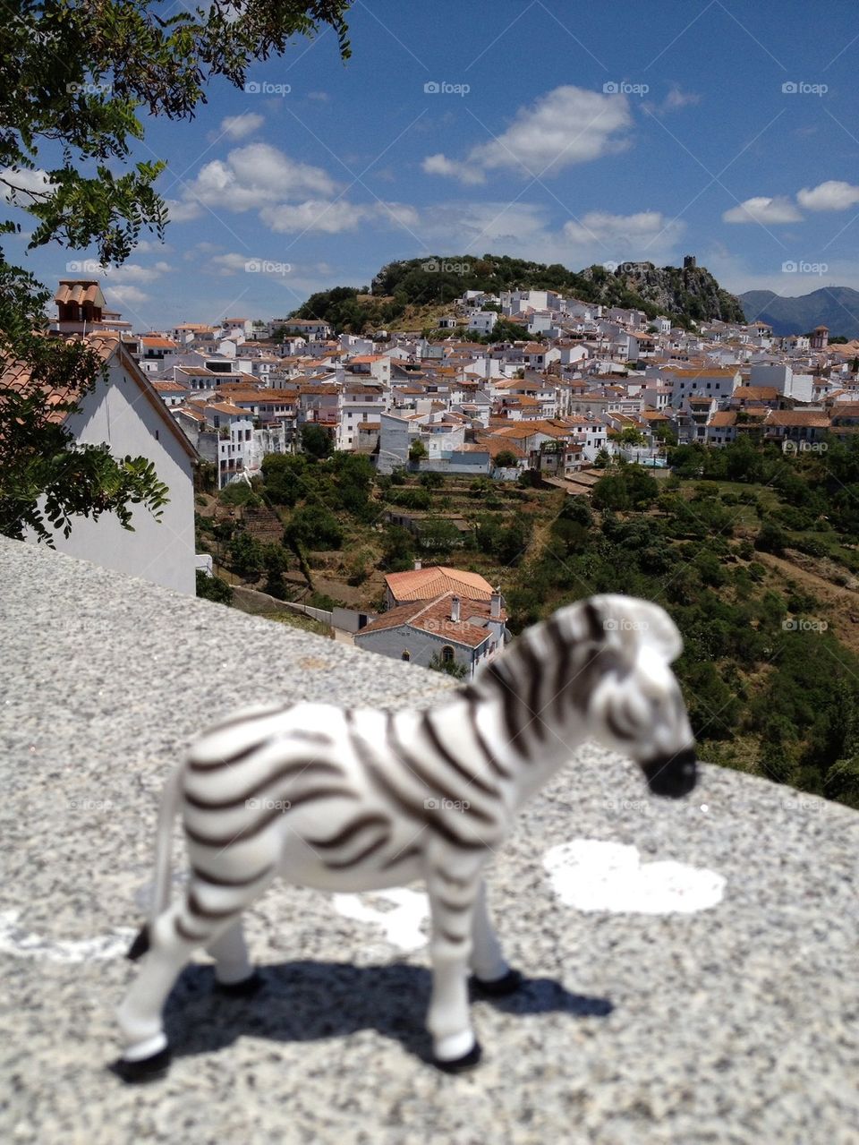 Zebra View