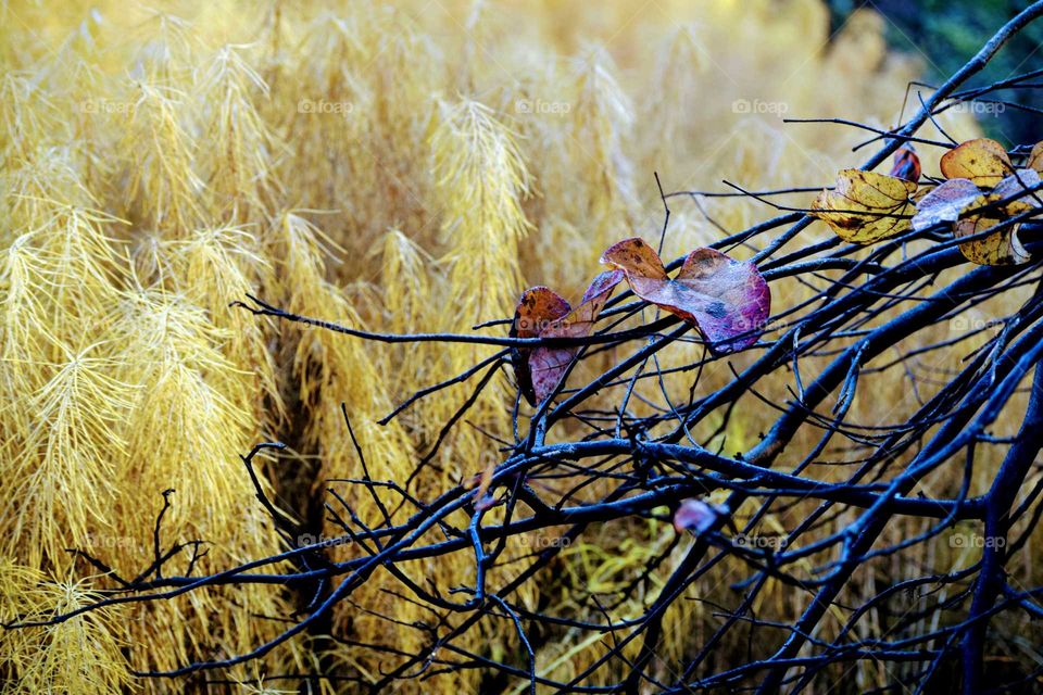 Leaves on twigs against plant