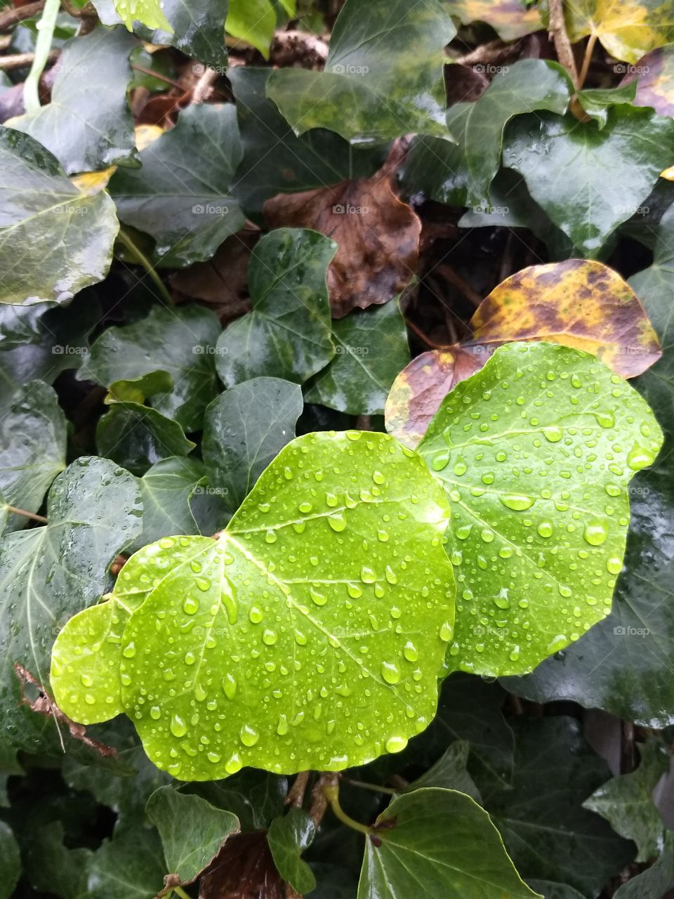 water drops, green and autumn colors