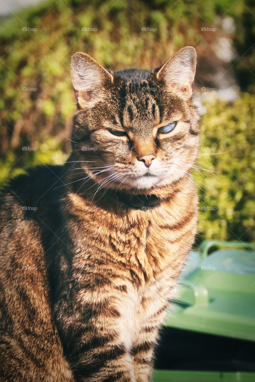 Beautiful cat portrait