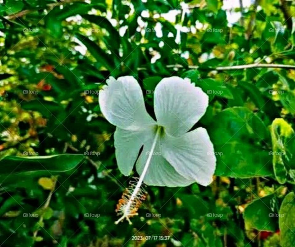 beautiful and attractive flowers in the garden.