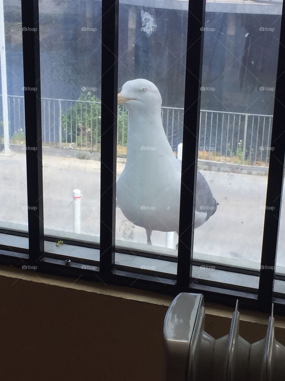 Seagull peeking into office :D