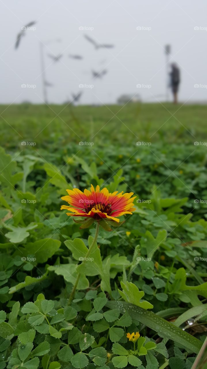 Texas Flower