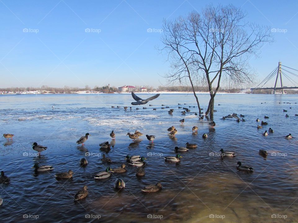 Many ducks on the frozen river