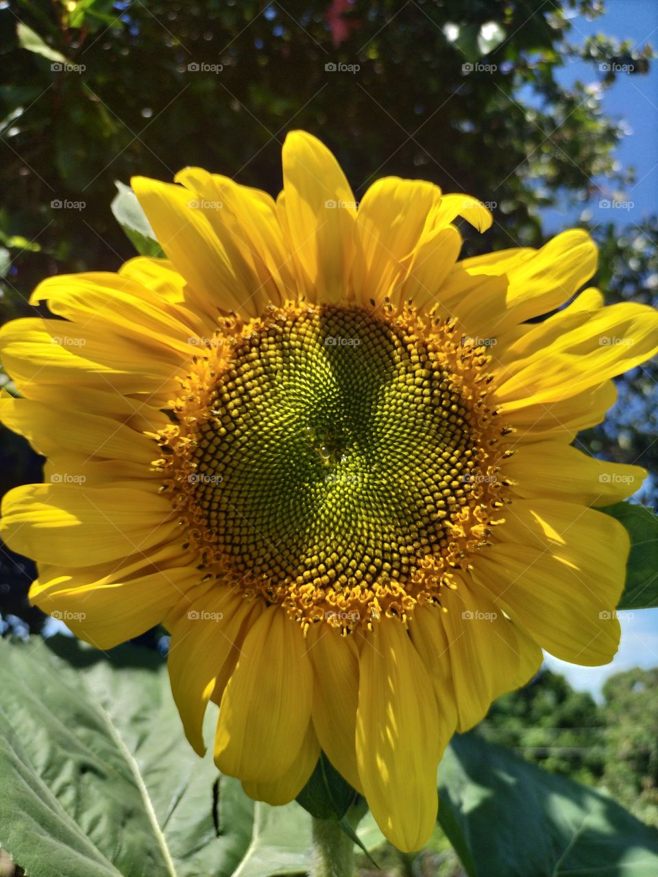 smile flower