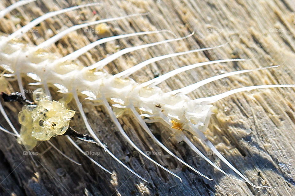 Spine of a herring washed up on the shore. Likely food for other fish, seals, sea lions or birds. 