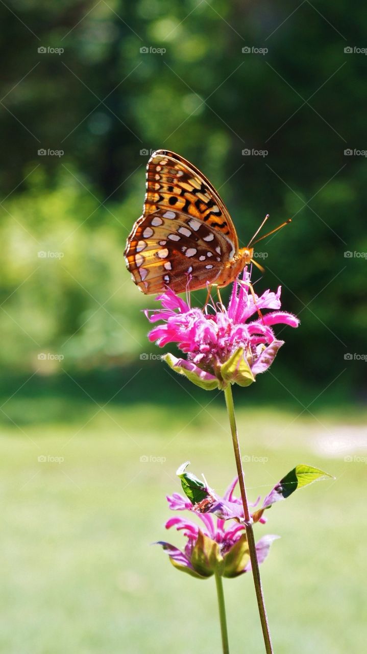 Butterfly pollinating on pink flower