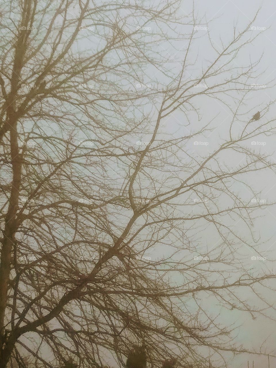 foggy tree with crow