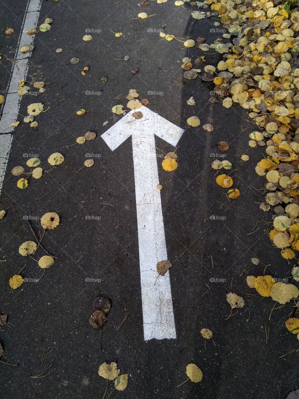 autumn leaves and bike road, love autumn time