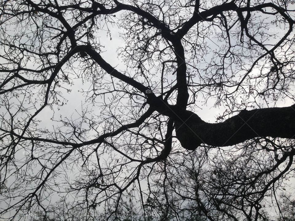 Branches