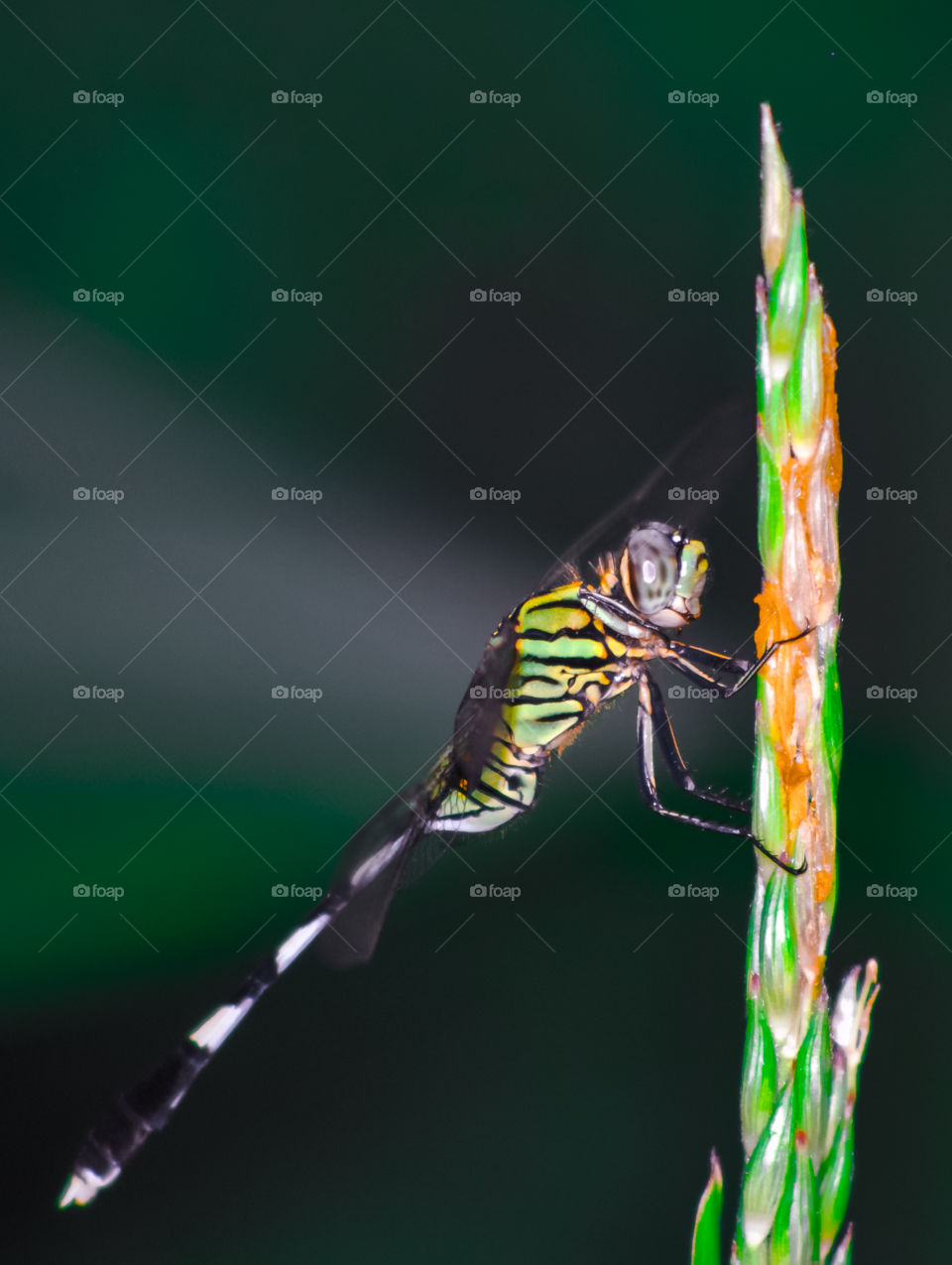 dragonflies that are relaxing on the grass