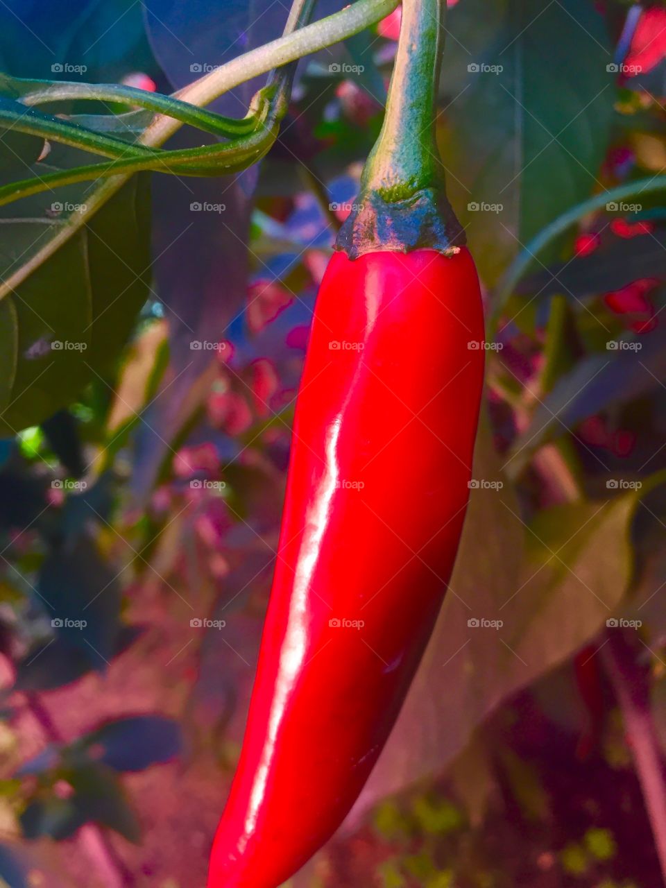 Chili pepper