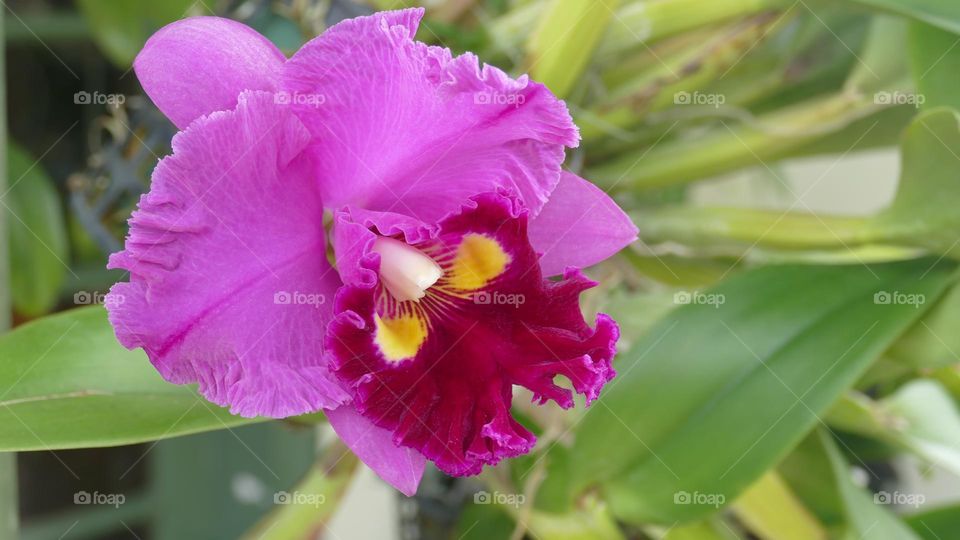 Shades of Magenta on a magestic and perfectly delicate Orchid