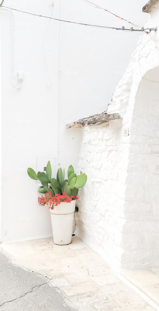 A green cactus with red begonia flowers in a white pot stands at the entrance of Trulla's white stone house in Alberabello Italy, close-up side view.