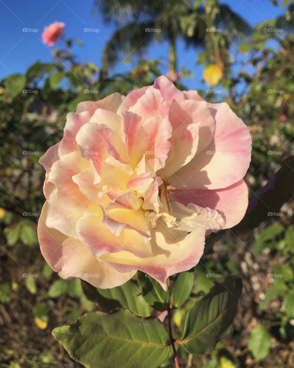 🌼#Flores do nosso #jardim, para alegrar e embelezar nosso dia!
#Jardinagem é nosso #hobby. 
🌹
#flor #flowers #flower #pétalas #garden #natureza #nature #flora #photography #fotografia