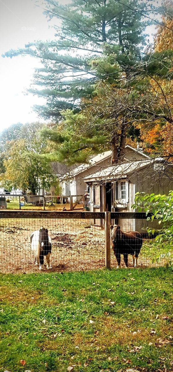 Miniature Horse Pen