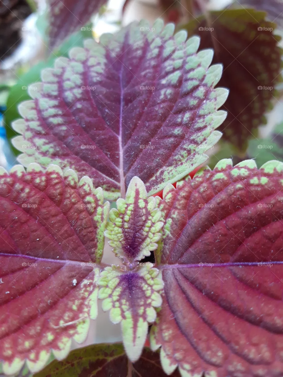 color