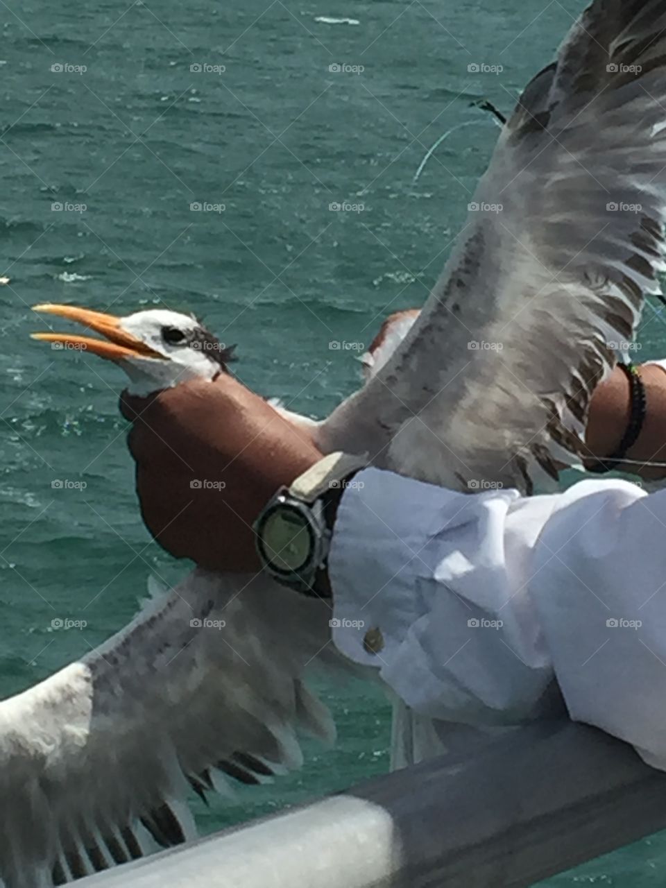 Tern rescued from fishing line 