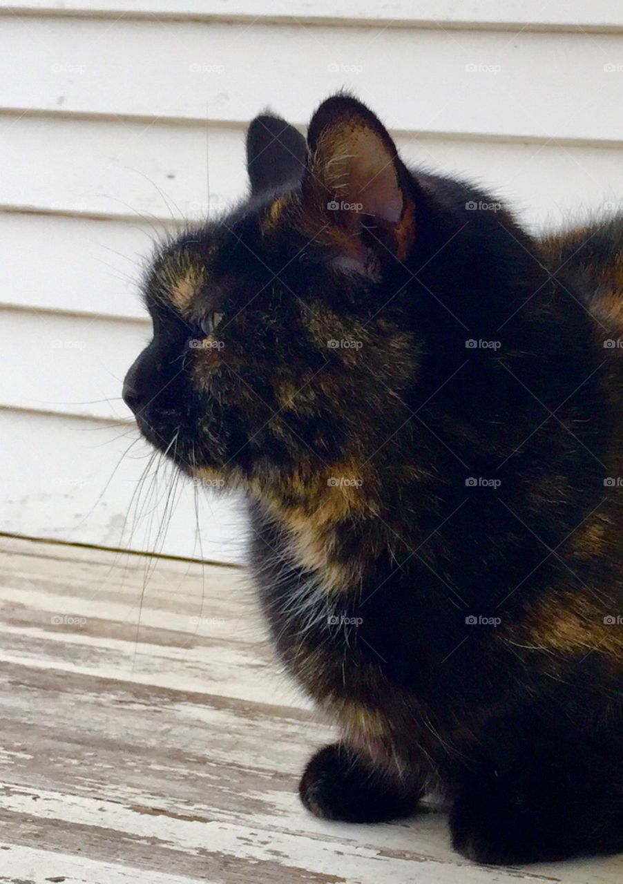 Tortoise Shell Profile