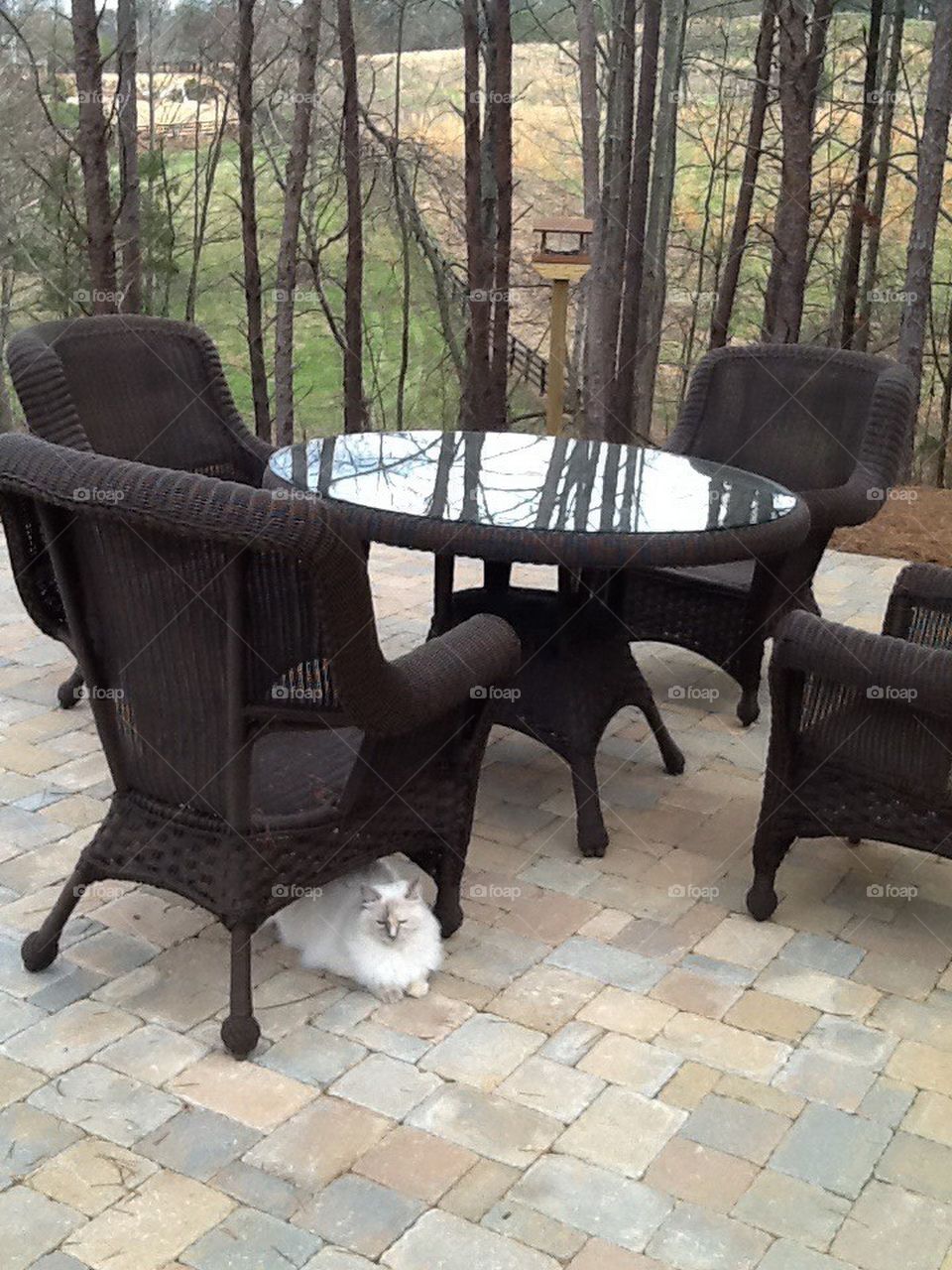 Cat on patio