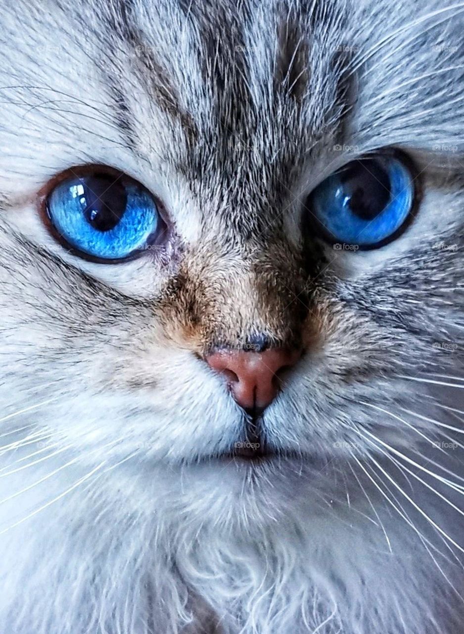 Beautiful cat with blue eyes.