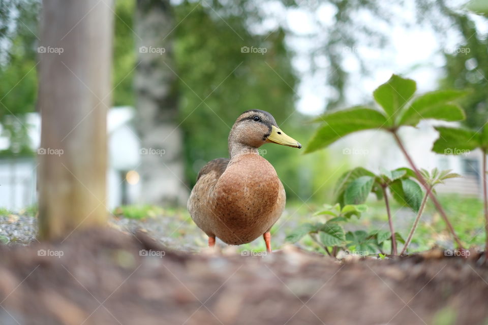 Duck