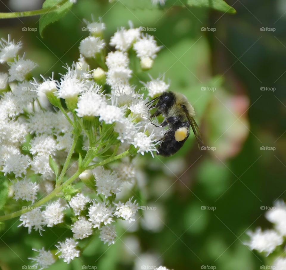 Bumblebee pollinating on flower