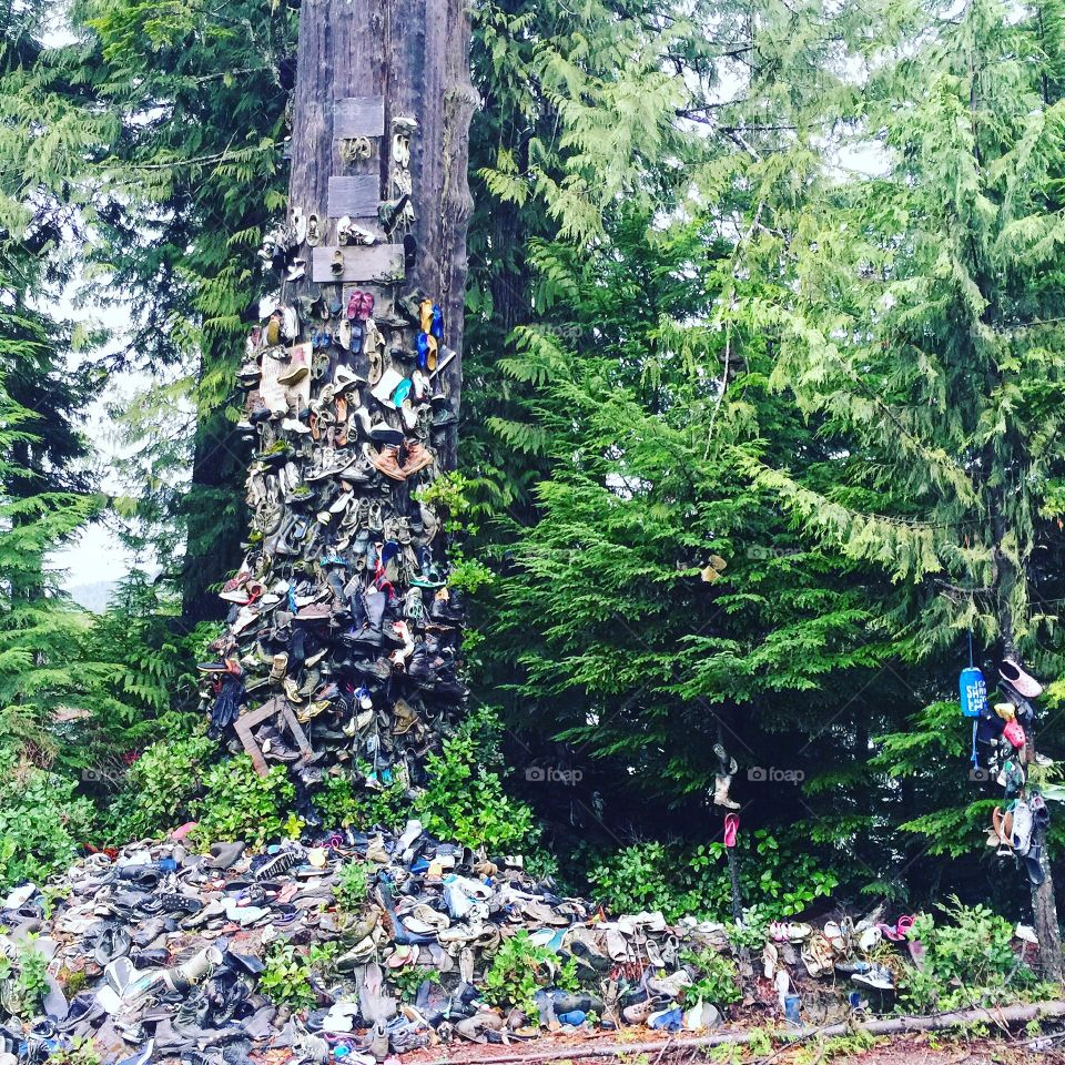 Shoe tree on northern Vancouver Island 