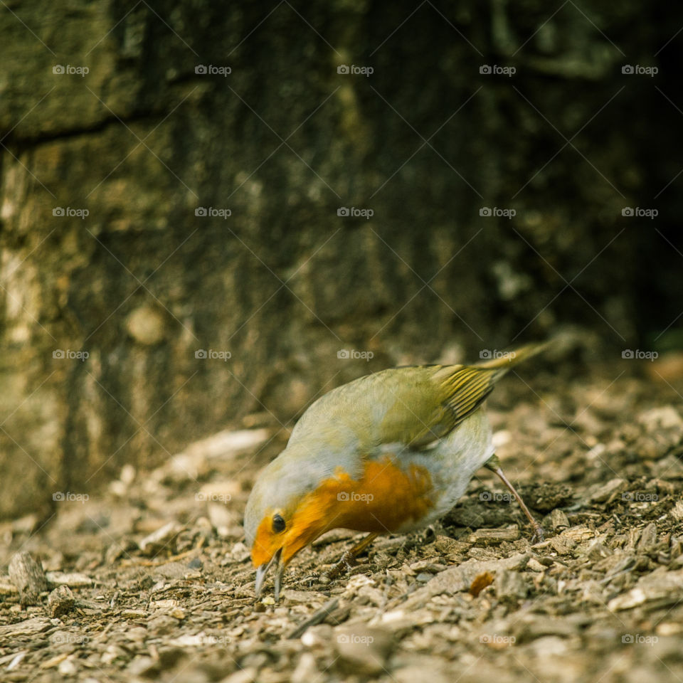 Bird, Wildlife, Nature, Animal, No Person