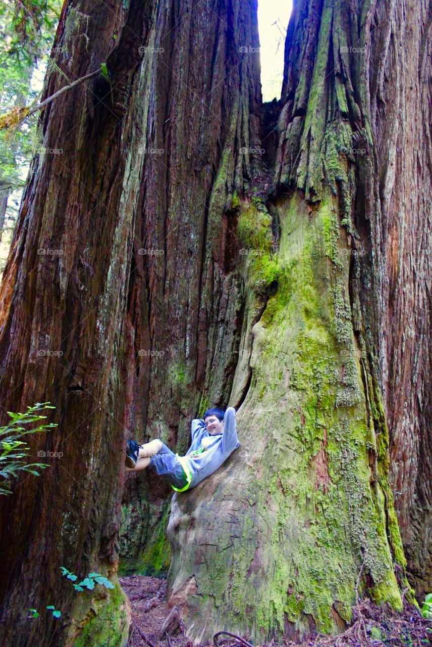 Lounging in the Trees