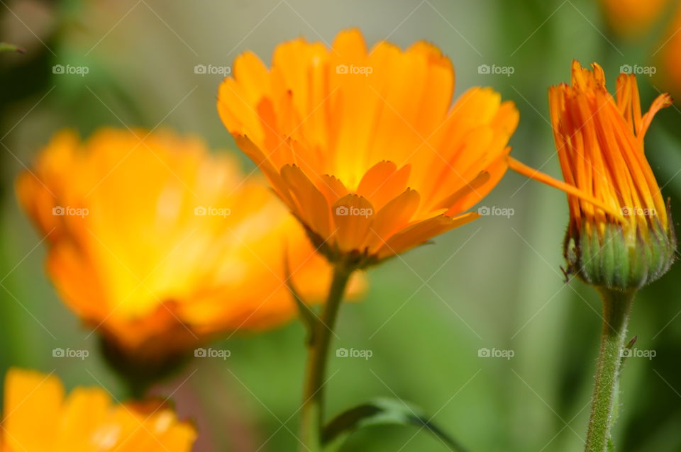 orange