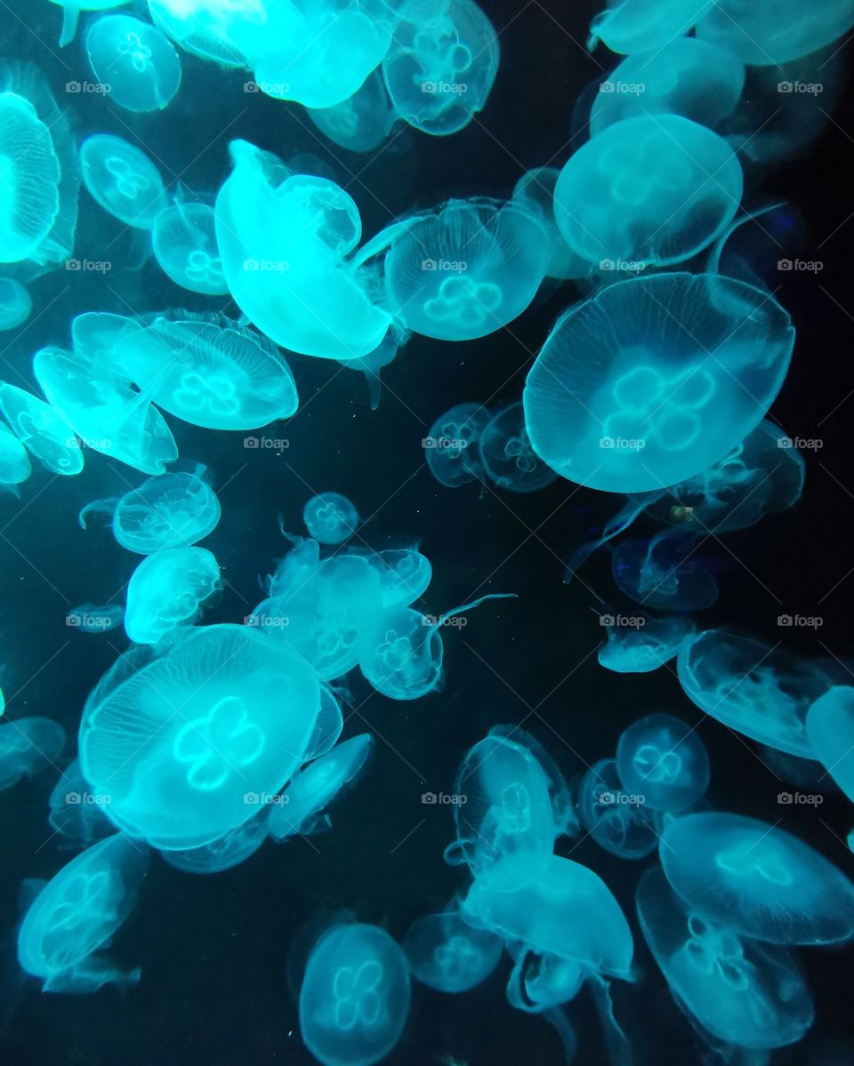 Aquarium. Baby blue colour. Jellyfish.