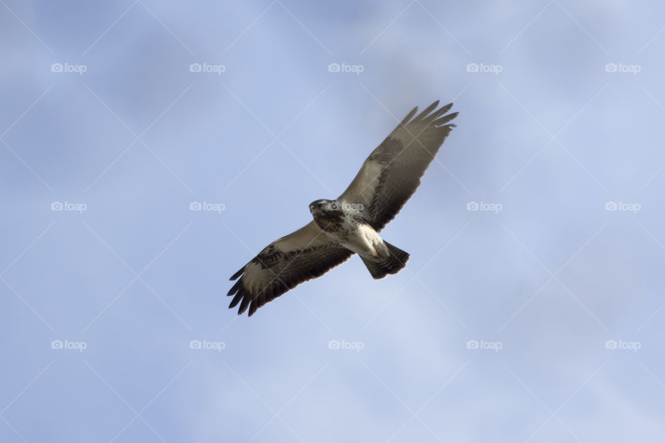 Bird of prey flying - hawk - osprey  - flygande rovfågel - hök - fiskgjuse 