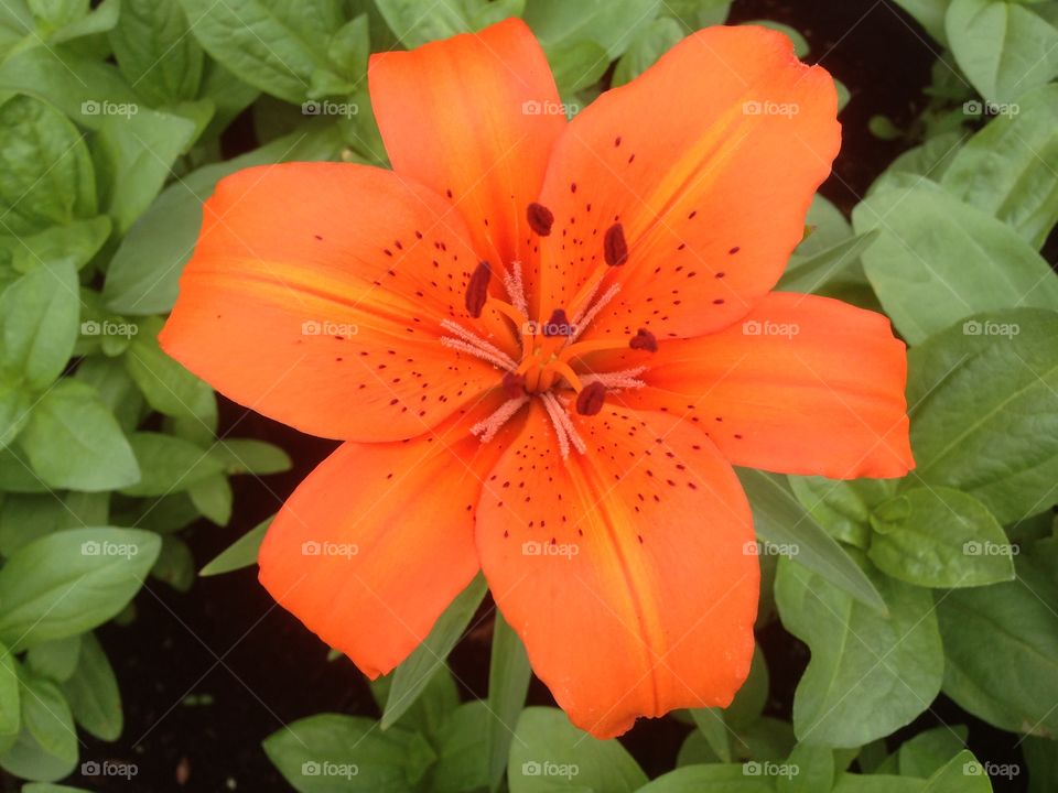 Close-up of orange Lily
