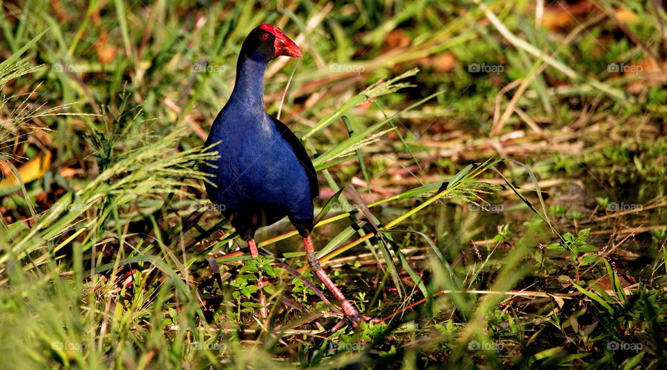 Australasian Swamphen